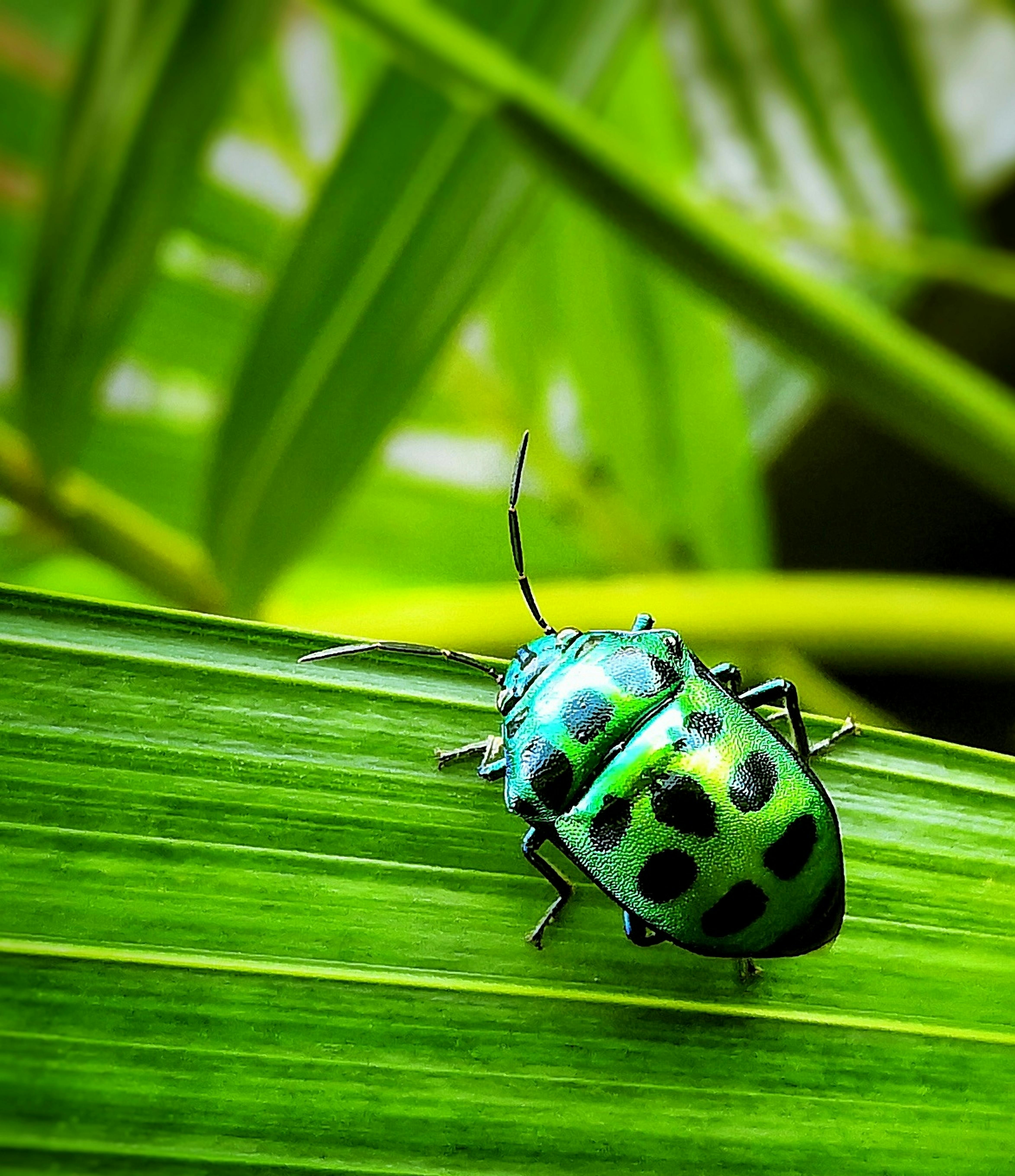 Detailed close-up of a colorful jewel bug resting on a vibrant green leaf, showcasing its iridescent colors and unique patterns.