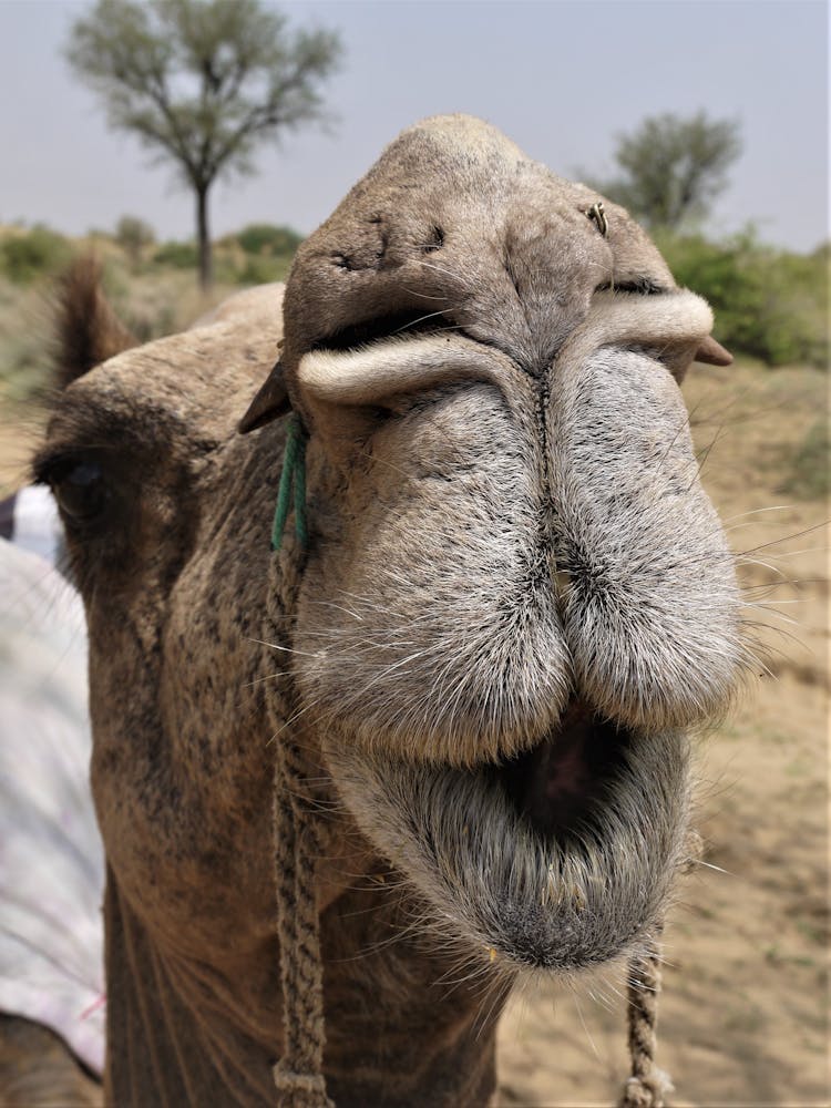 Close Up Photo Of A Camel Head With Funny Face
