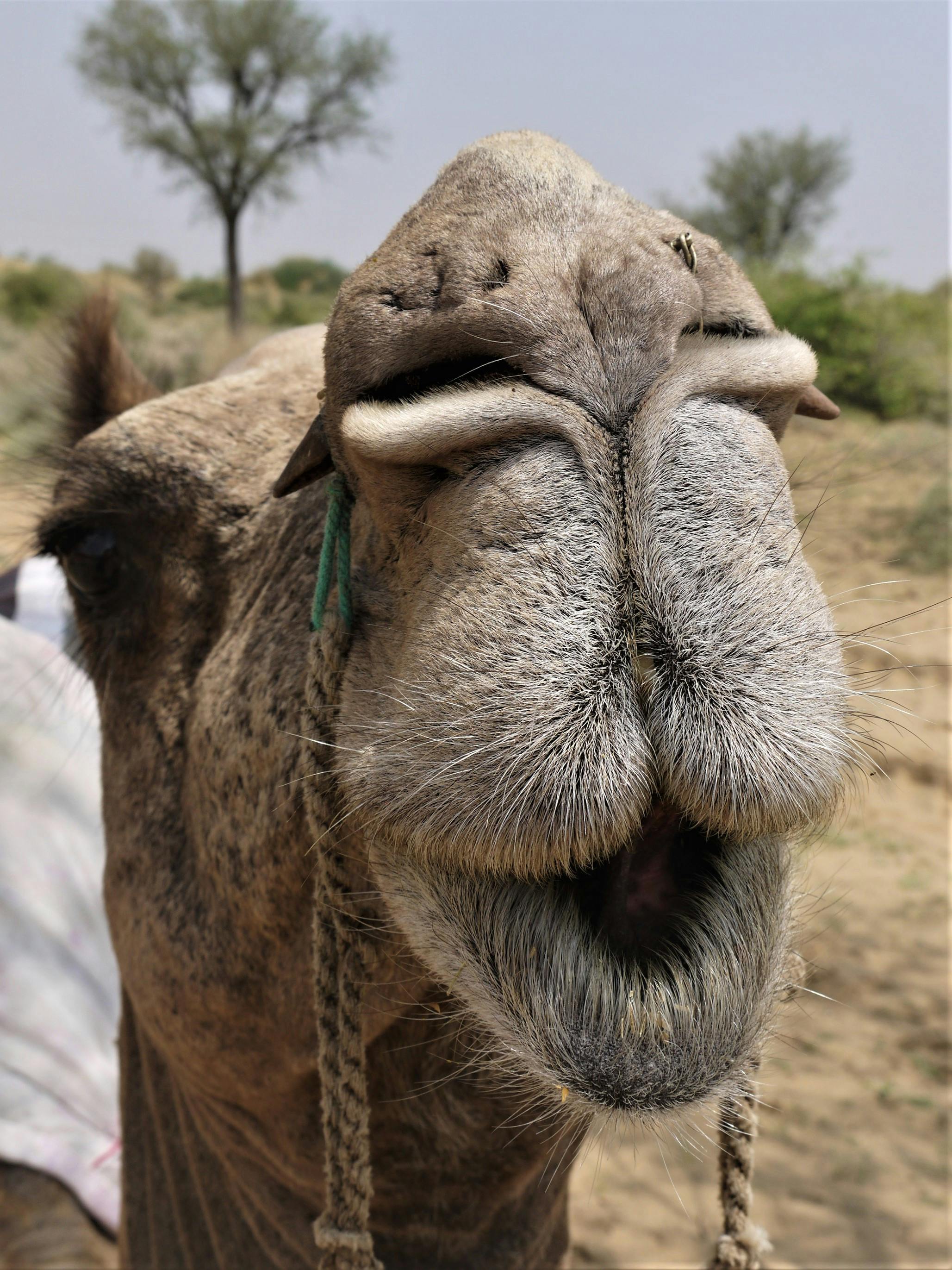 Brown Camel · Free Stock Photo