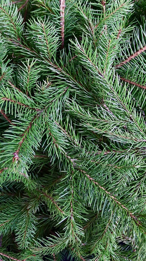 Free stock photo of background, fir, green