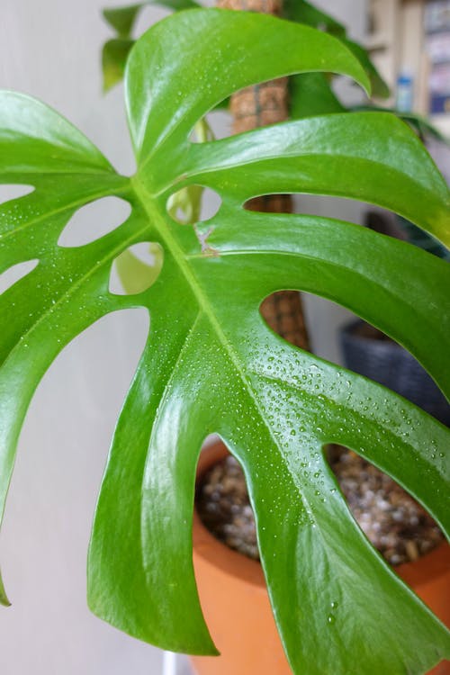 Green Leaf of a Swiss Cheese Plant