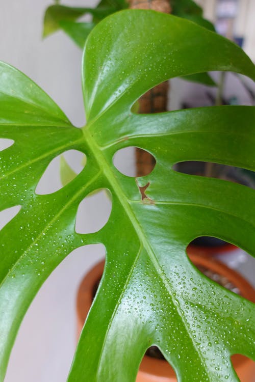 Ilmainen kuvapankkikuva tunnisteilla huonekasvi, kasvi, kasvikunta