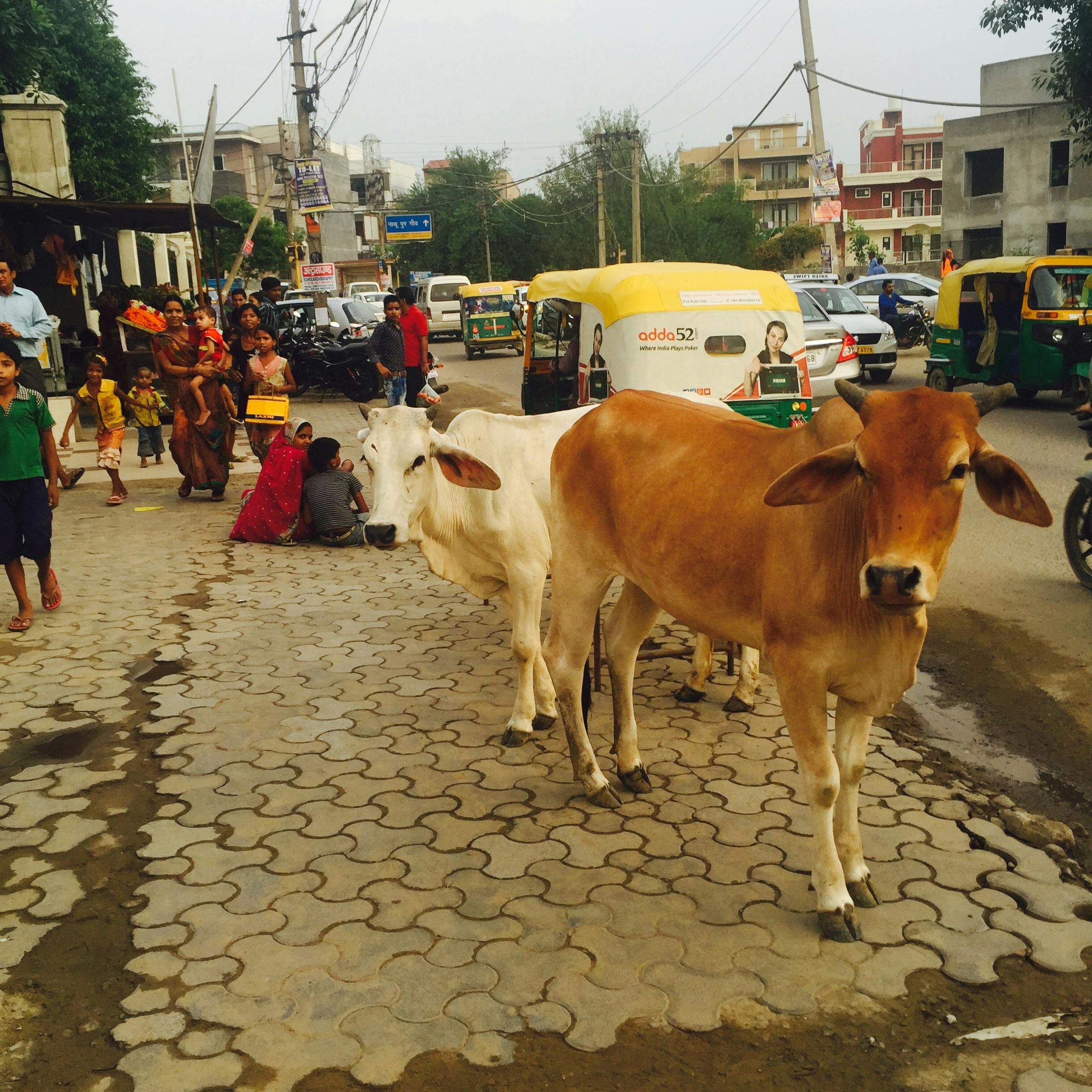 Free stock photo of cow, cow in India, india