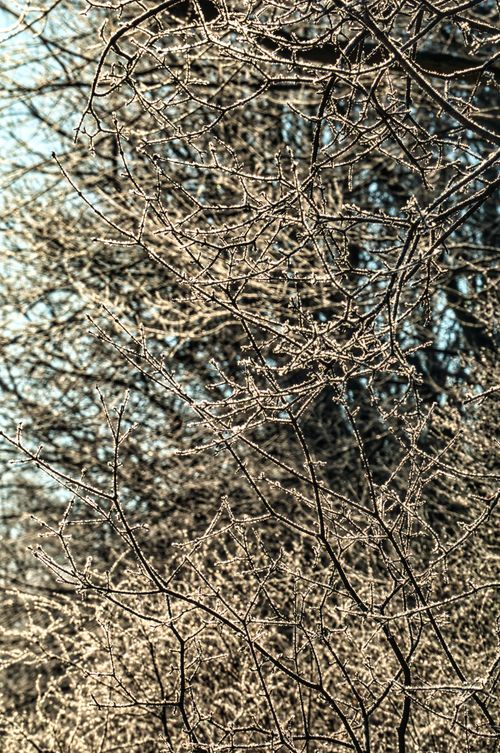 Free Intricate frost-covered tree branches against a clear winter sky in Kellogg, MN. Stock Photo