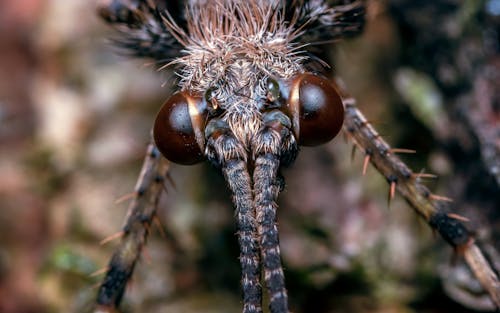 Photos gratuites de entomologie, fermer, insecte