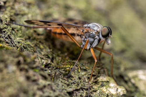 Close-Up Shot of a Fly 