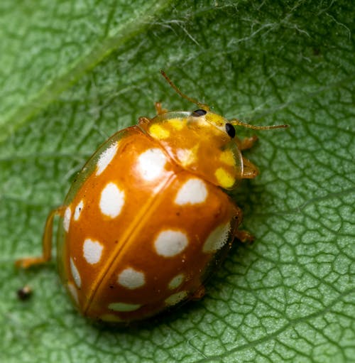 Free Orange and Black Ladybug on Green Leaf Stock Photo