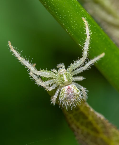 Close-up of a Small Green Hairy Spider 