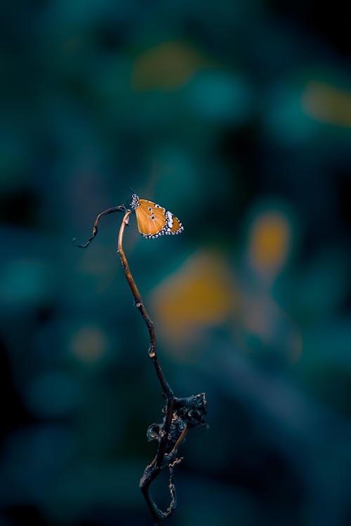 Butterfly Perched on a Dry Stem