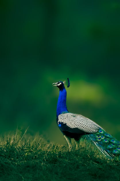 How to draw a peacock very easily