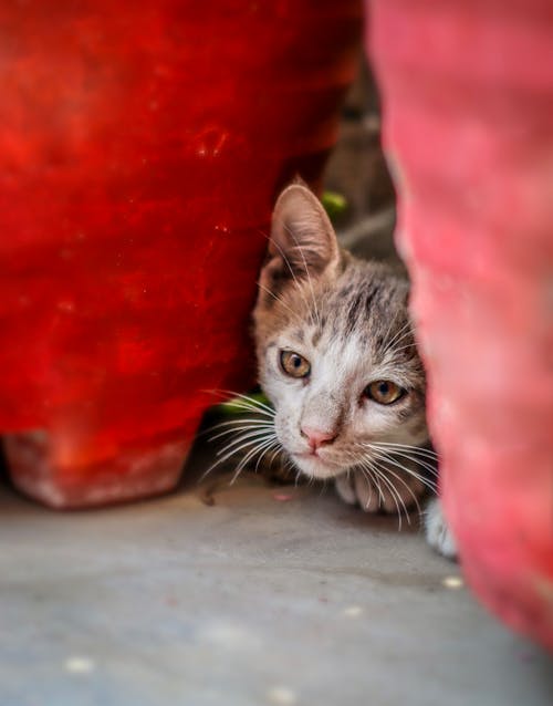 Free Gray Tabby Cat Between the Pots  Stock Photo