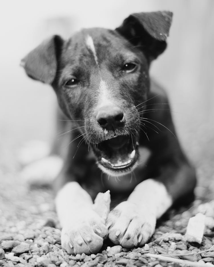 Monochrome Photography Of A Dog