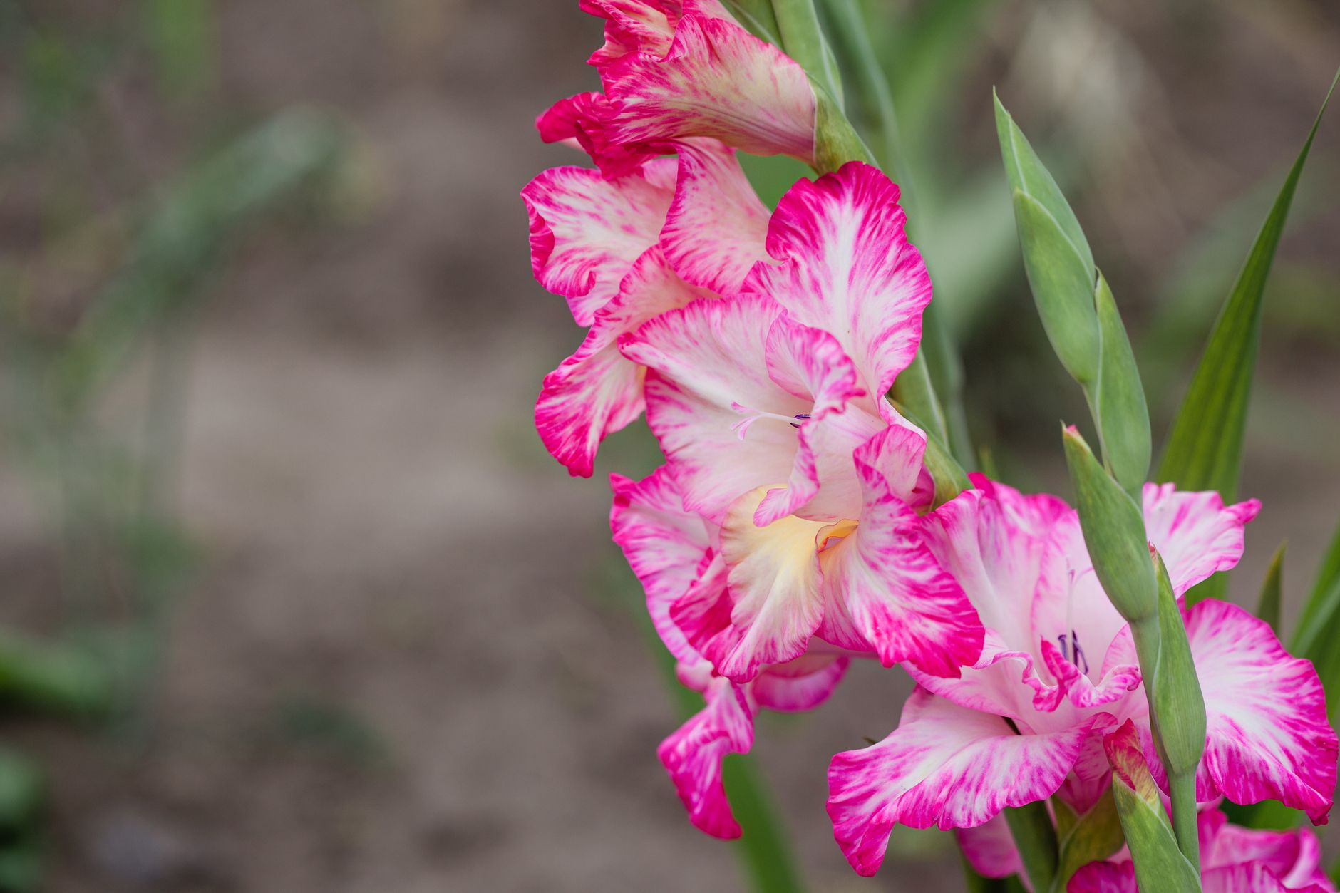 Preventing Flopping and Ensuring Repeat Blooms: A Comprehensive Guide to Perennializing Gladiolus and Oriental Lilies for Consistent Summer Displays