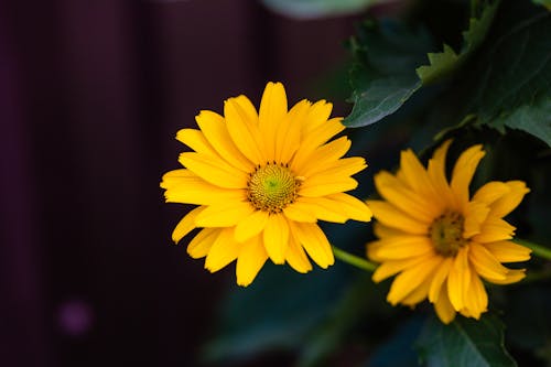 A False Sunflower