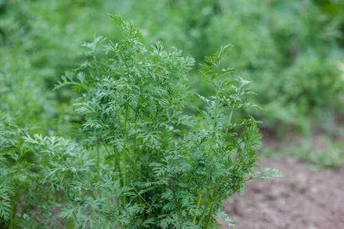 Carrot Leaves Growing from Ground