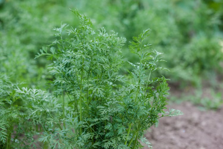 Carrot Leaves Growing From Ground