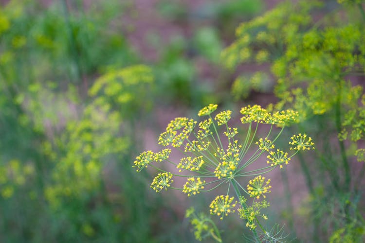 Photograph Of Yellow Dill Flowers