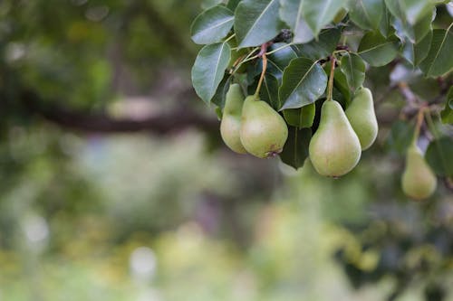 Photograph of Green Pears