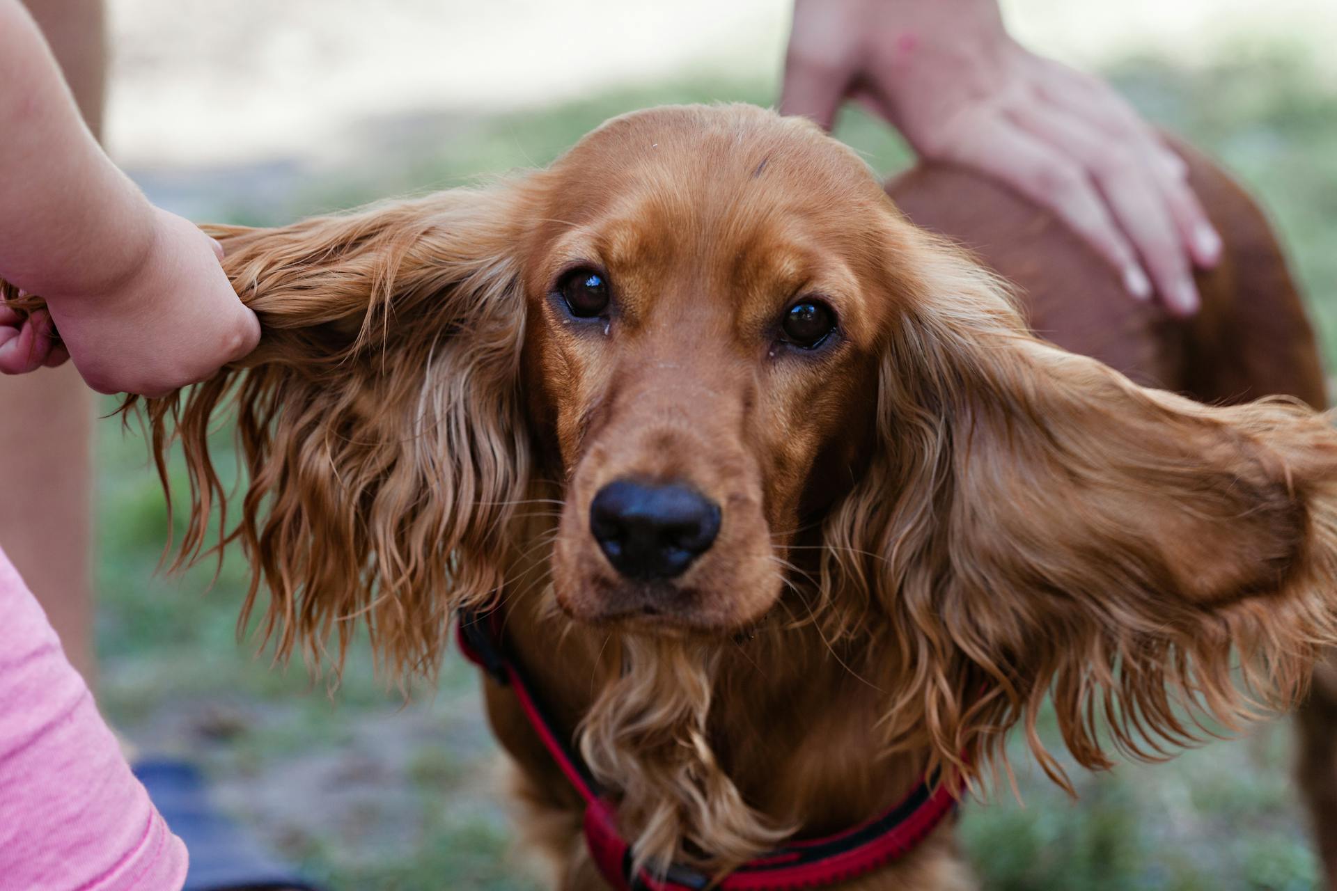 Close-Up Shot of a Cocker Spaniel