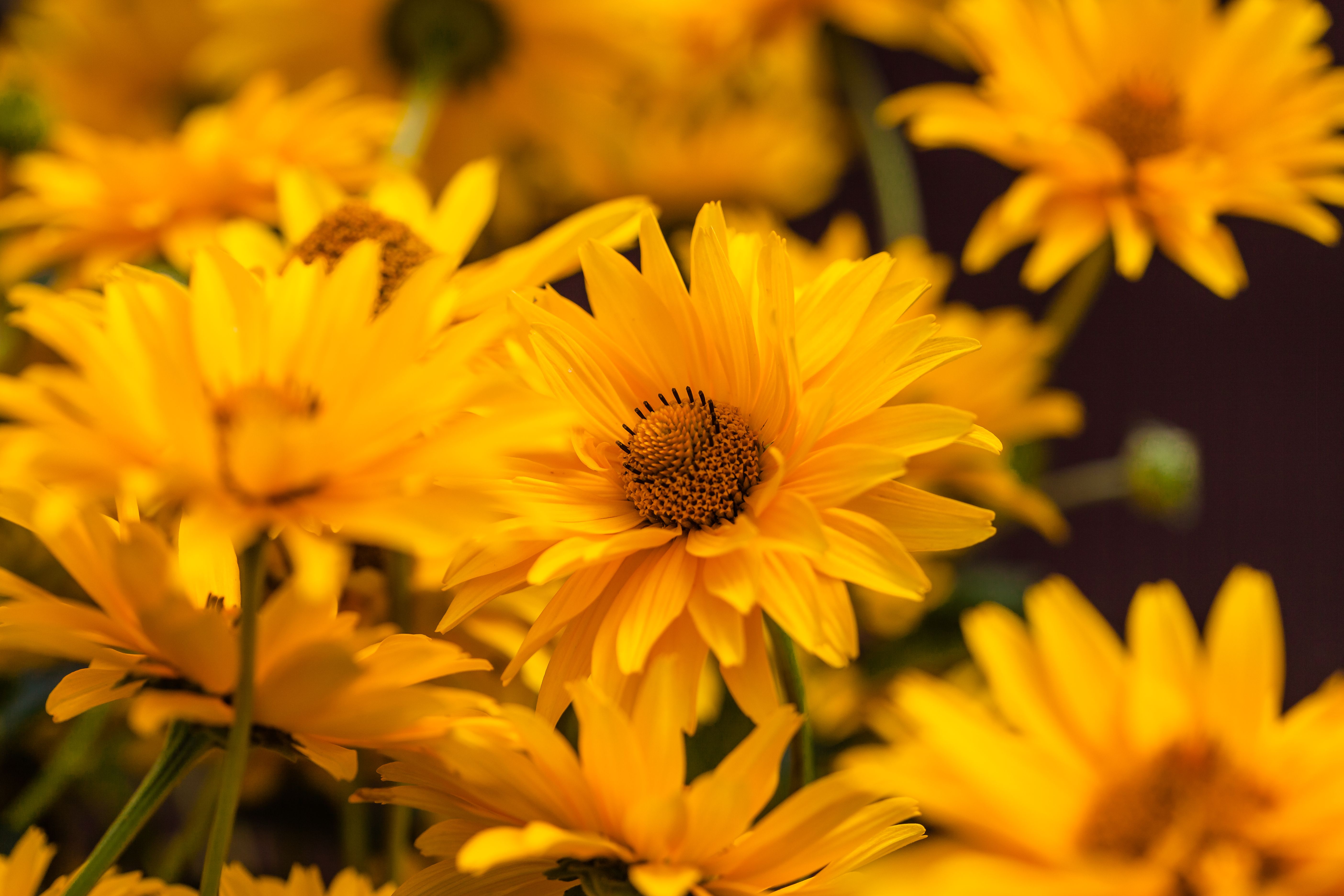Yellow flowers — Julia Filirovska on Pexels