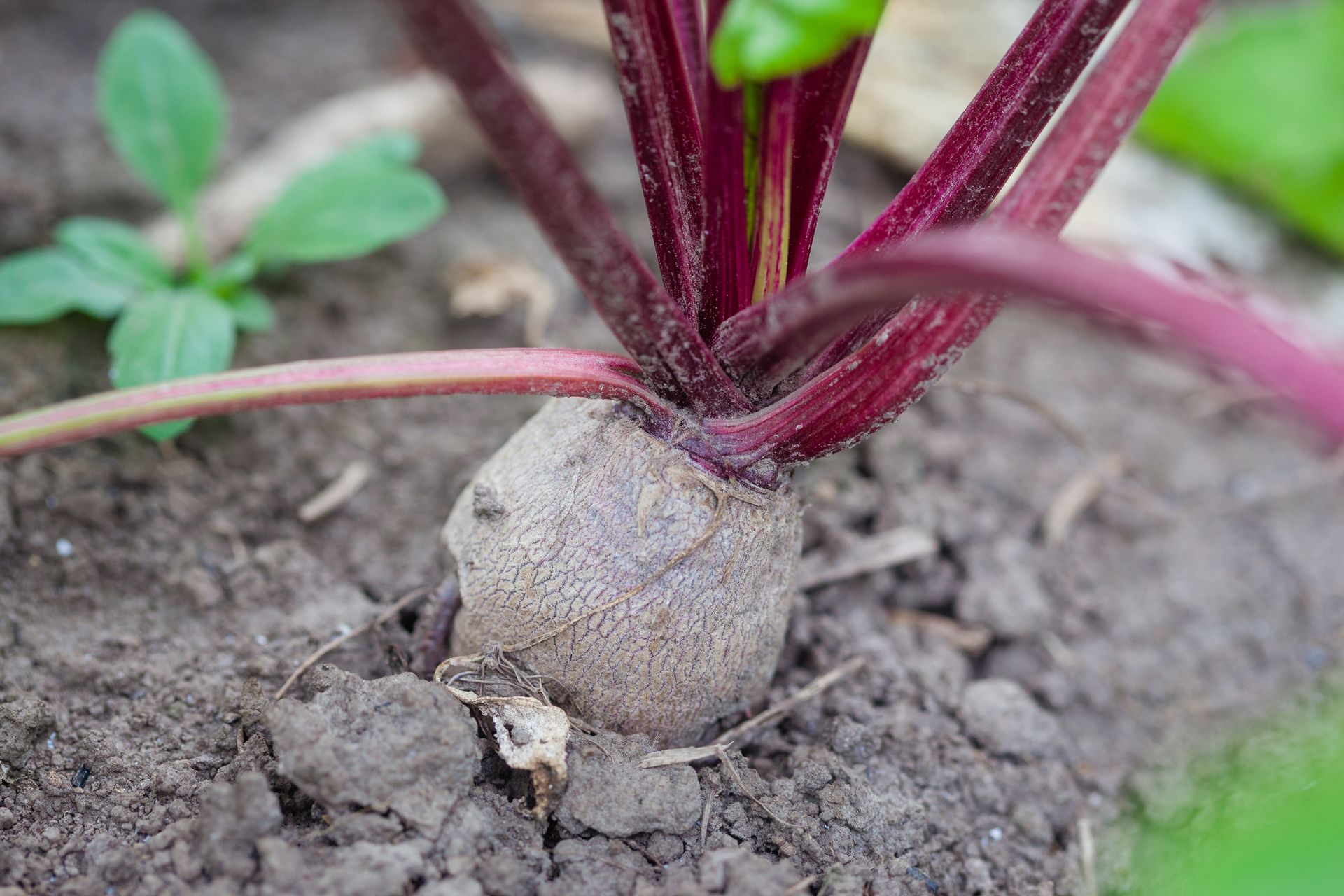 Rural Plant in Soil