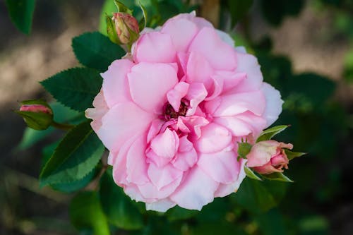 Close-Up Shot of a Pink Rose 