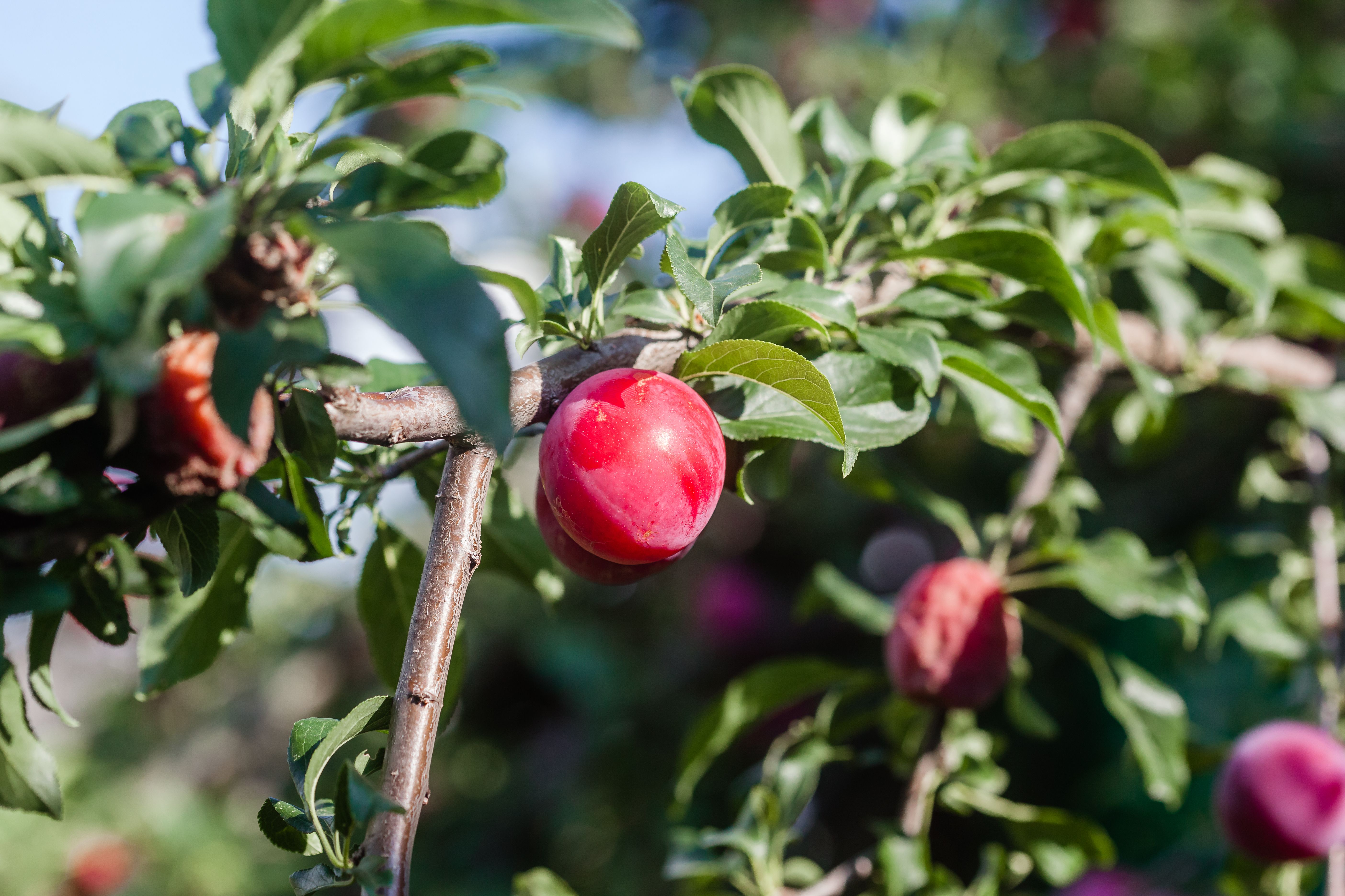 Tout savoir sur la taille en palmette des arbres fruitiers