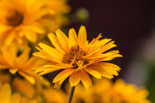 꽃 사진, 꽃잎, 노란색의 무료 스톡 사진
