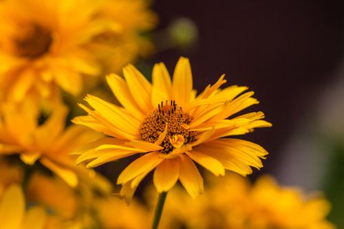 Free Bright yellow flower in focus, showcasing delicate petals with a blurred background. Stock Photo