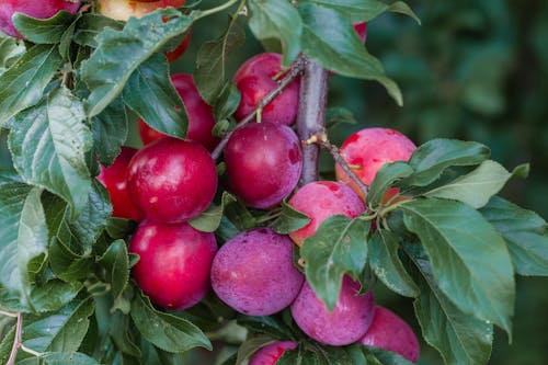 Photos gratuites de aliments, branche, croissance