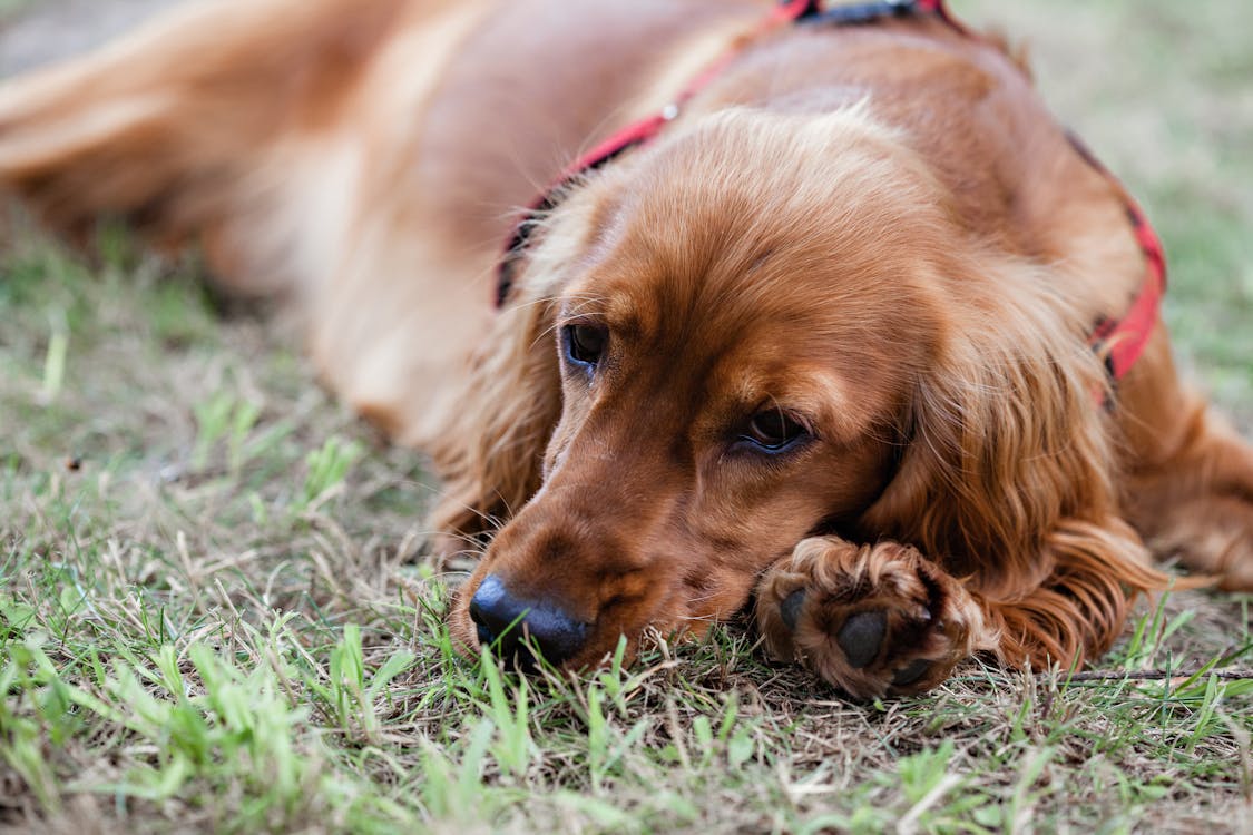 Gratis lagerfoto af cocker-spaniel, dyr, dyrefotografering