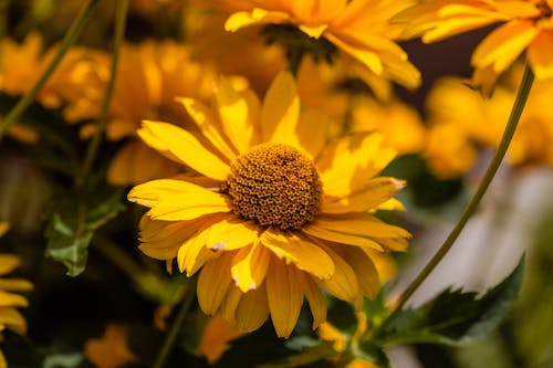 Foto d'estoc gratuïta de bellesa, brillant, coneflower groc