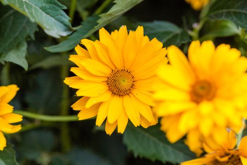 Free Bright yellow false sunflowers in full bloom, showcasing delicate petals and a rich floral texture. Stock Photo