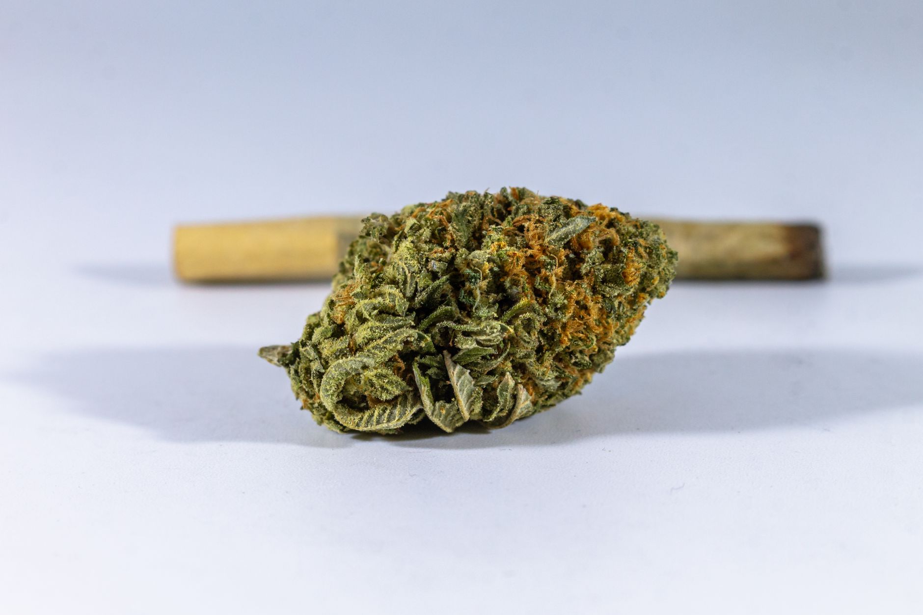 Comparing indica sativa and hybrid strains for DC patients Indica vs sativa vs hybrid cannabis flower jars at DC dispensary
