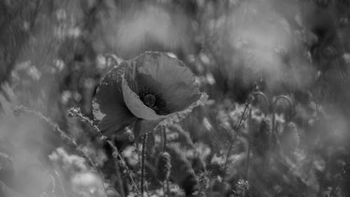 Free Grayscale Photo of a Blooming Poppy Stock Photo