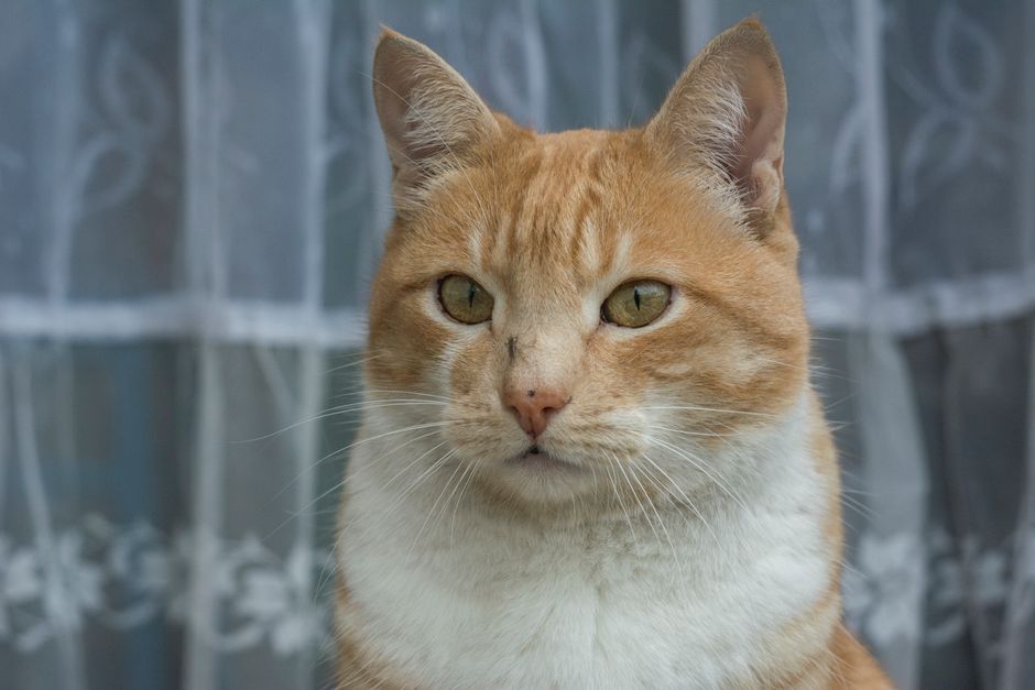 Close-up portrait of an adorable ginger tabby cat with curtains background in Gomel, Belarus.