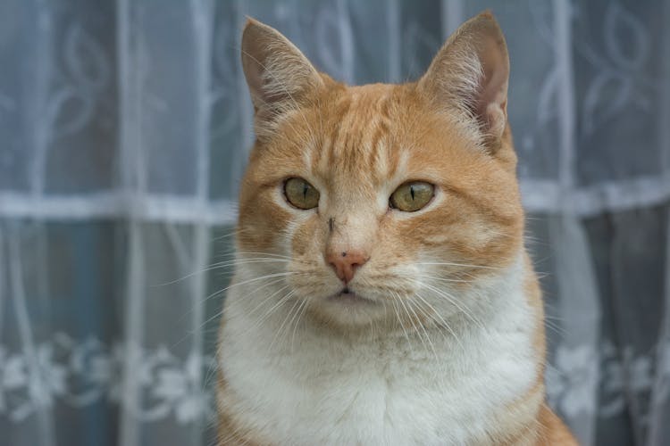 An Orange Tabby Cat With A Mosquito On Its Face