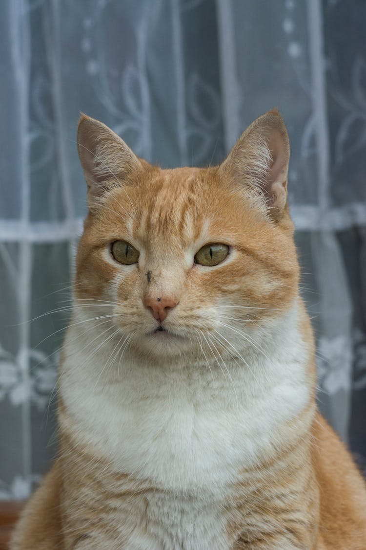 An Orange Tabby Cat With A Mosquito On Its Face