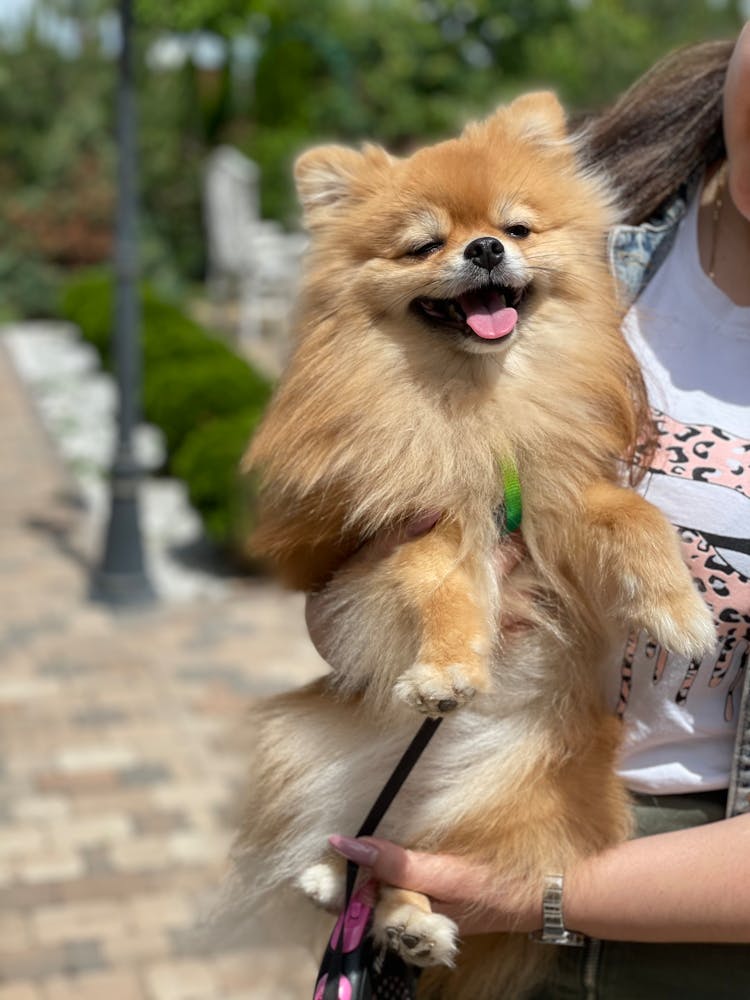 Woman Holding Up Happy Pomeranian