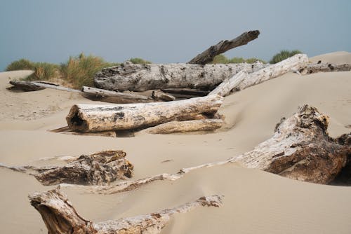 Driftwood on Brown Sand