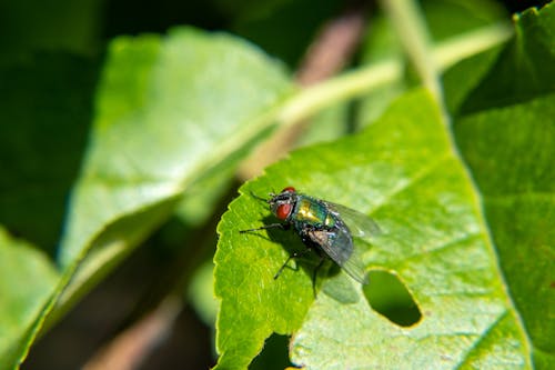 Free A Close-Up Shot of a Fly on a Leaf Stock Photo