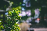 户外环境中，绿叶充满活力，特写于模糊的背景上