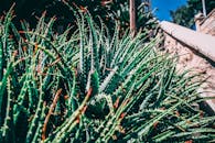 阳光明媚的花园里，芦荟植物的特写展现出茁壮成长的姿态，绿叶充满活力