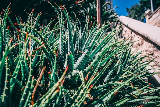 阳光明媚的花园里，芦荟植物的特写展现出茁壮成长的姿态，绿叶充满活力