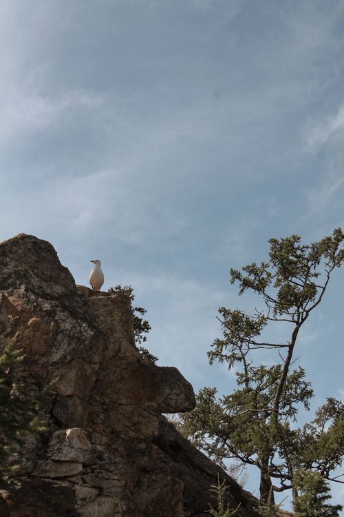Free A single seagull sits atop a rocky cliff against a clear sky, next to a tree. Stock Photo