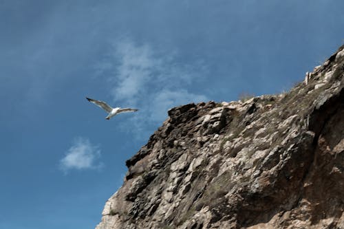 White Bird Flying over the Rocky Mountain
