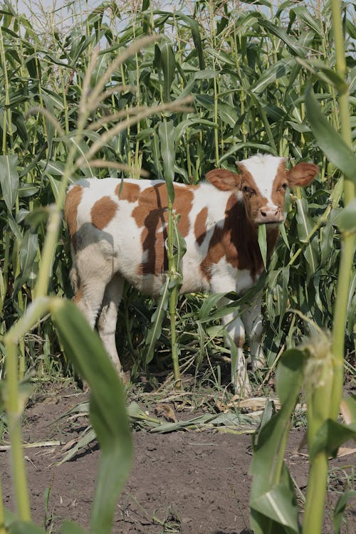 動物, 動物攝影, 哺乳動物 的 免費圖庫相片