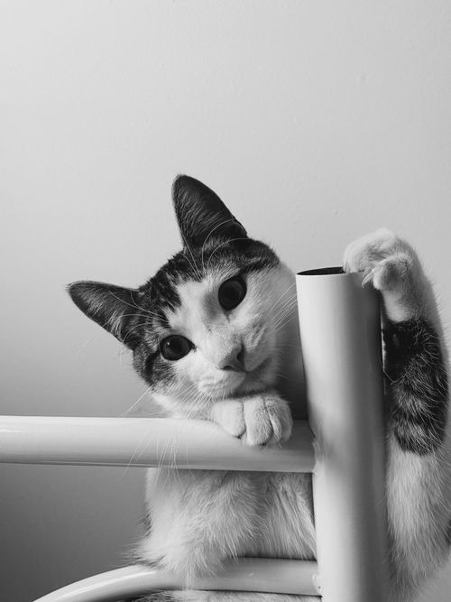 Free Charming black and white photo of curious cat playing indoors, captured in Terrebonne, Canada. Stock Photo