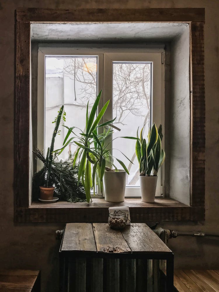 Plants On The Window Sill 