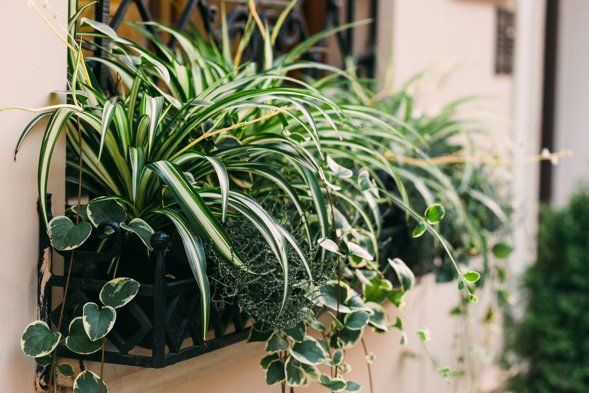 Beautiful spider plants and variegated leaves in a window planter, adding a natural touch indoors.